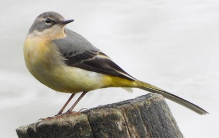 Grey wagtail - Adel Dam