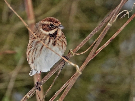 Reed bunting - AdelDam