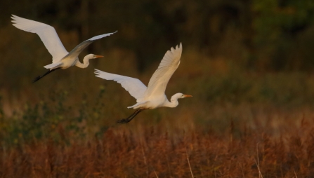 Great White Egrets © Allen Holmes 2019