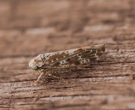 Cicadellidae spp © Martin Warne 2019