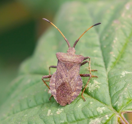 Dock Bug © Martin Warne 2019