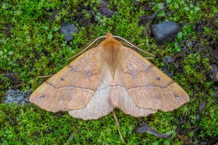 Feathered Thorn © Derek Parker 2019