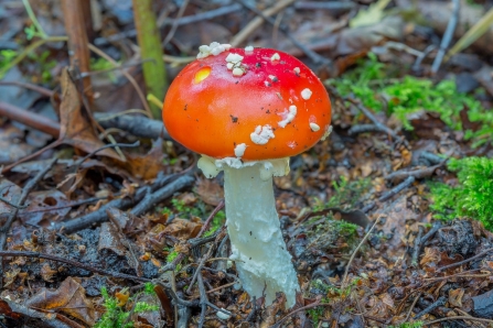 Fly Agaric © Derek Parker 2019