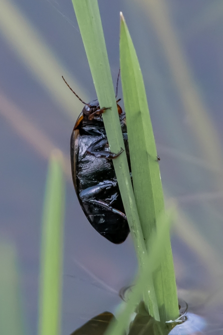 Great Diving Beetle © Darren Ward 2019