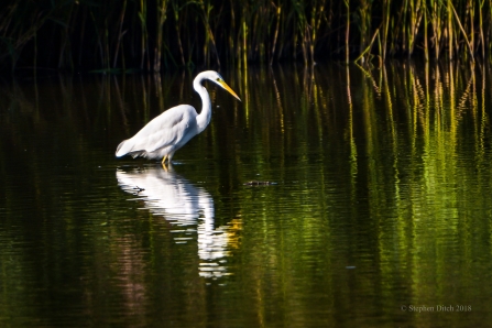 a recent photo of Great White Egret © Steve Ditch 2019