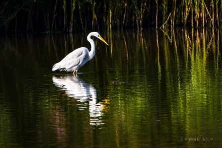 a recent photo of Great White Egret © Steve Ditch 2019