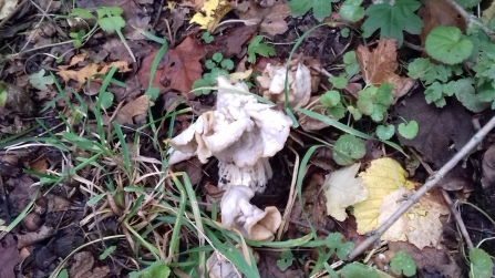 Helvella crispa fungus © Janet Heppenstall 2019