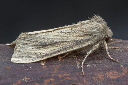 Large Wainscot © Derek Parker 2019