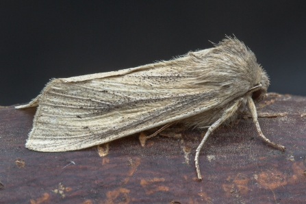 Large Wainscot © Derek Parker 2019