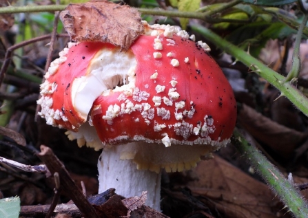 Fly_Agaric-AdelDam