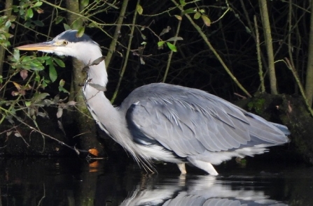 Grey Heron - Adel Dam