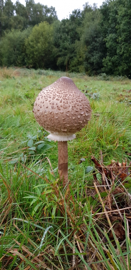 Parasol Mushroom © Sue Bird 2019
