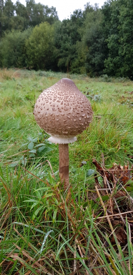 Parasol Mushroom © Sue Bird 2019