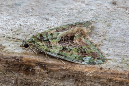 Red-green Carpet © Derek Parker 2019