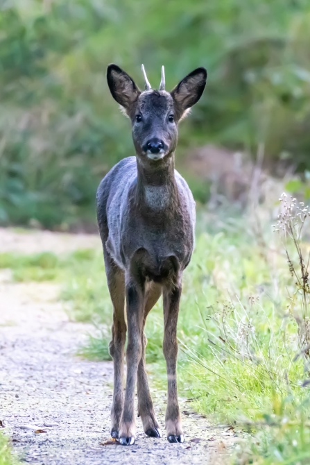 Roe Deer © Darren Ward 2019