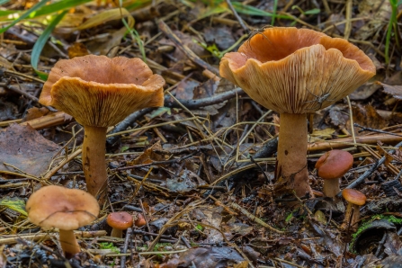 Rufous Milkcap © Derek Parker 2019