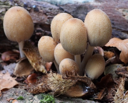 Glistening inkcap - AdelDame