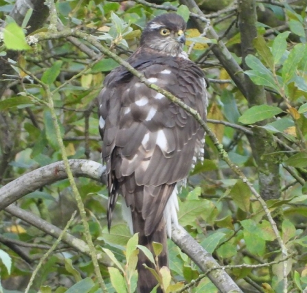 Sparrowhawk - Adel Dam
