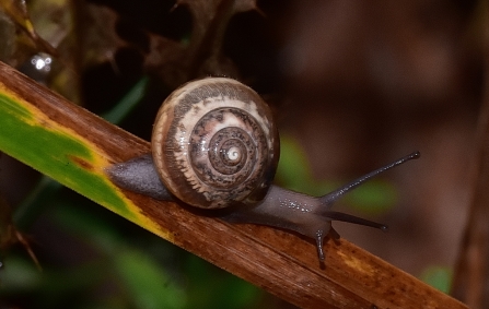 Snail sp. © Roy Day 2019
