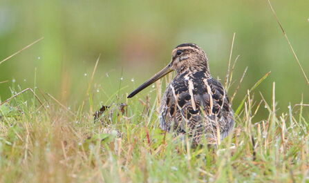Snipe © Allen Holmes 2019