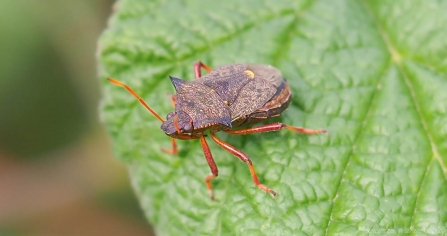 Spiked Shieldbug © Martin Warne 2019