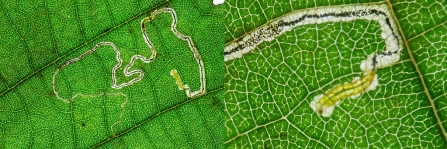 Stigmella glutinosae © Derek Parker 2019