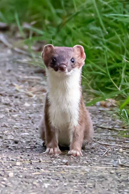 Stoat © Darren Ward 2019