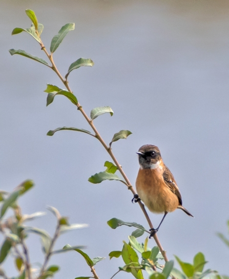 yesterday's Stonechat © Darren Ward 2019