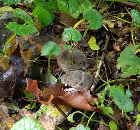 baby Bank Voles © Sue Bird 2019