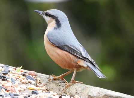 Nuthatch - Adel Dam