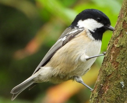 Coal_Tit - AdelDam