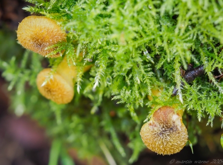 Fungi spp © Martin Warne 2019
