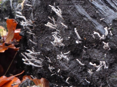 CandlesnuffFungus - Adel Dam