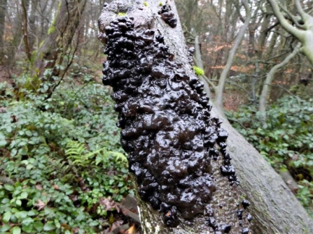 BlackJellyFungus - AdelDam