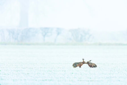 Brown hares in snow