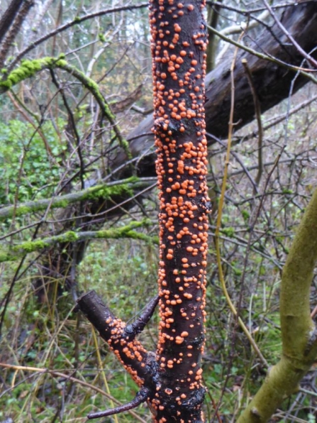 CoralSpotFungus - AdelDam