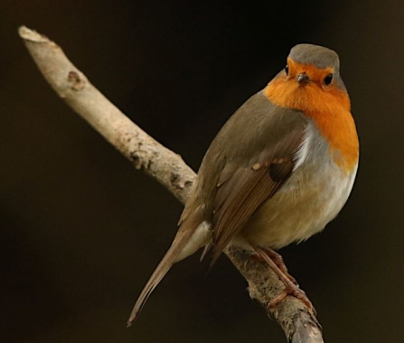 Robin - AdelDam