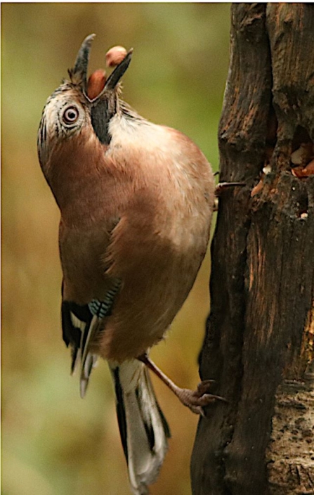 Jay - AdelDam