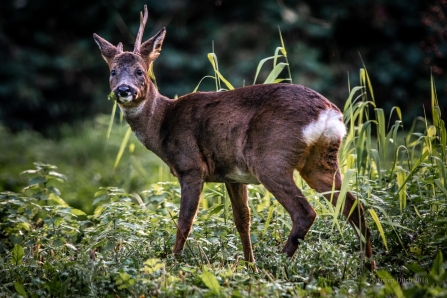 Roe Deer © Steve Ditch 2019