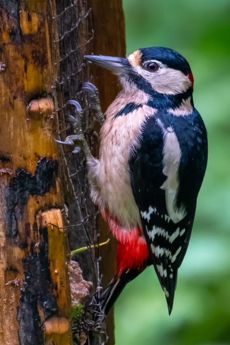 Great Spotted Woodpecker