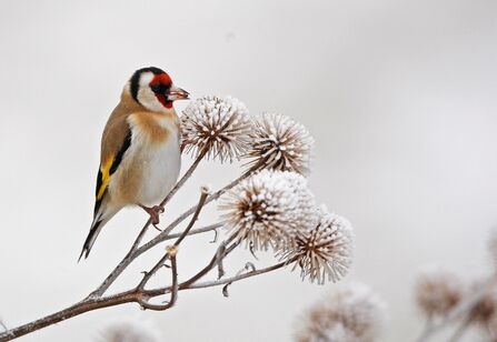 Goldfinch