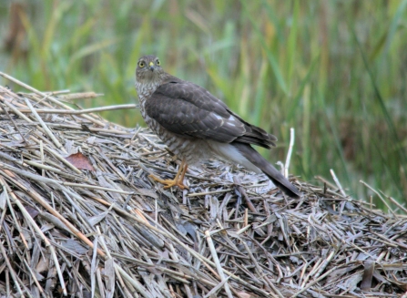 Sparrowhawk © Rob Burns