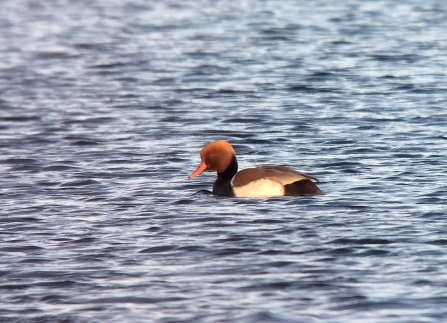 Red-crested Pochard © Richard Scott 2019