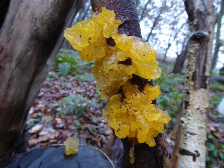 YellowBrainFungus - AdelDam