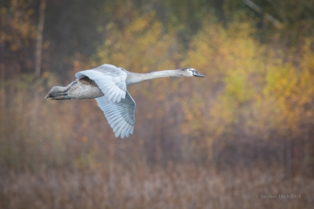Mute Swan © Steve Ditch