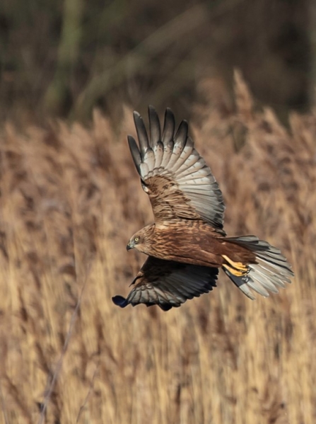 Marsh Harrier © Barry Wardley