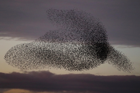 Starling murmuration © Allen Holmes 2019