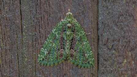 Red-green Carpet © Derek Parker 2019