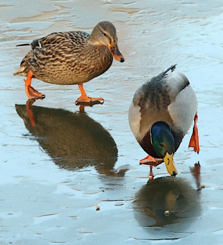 Mallard - AdelDam