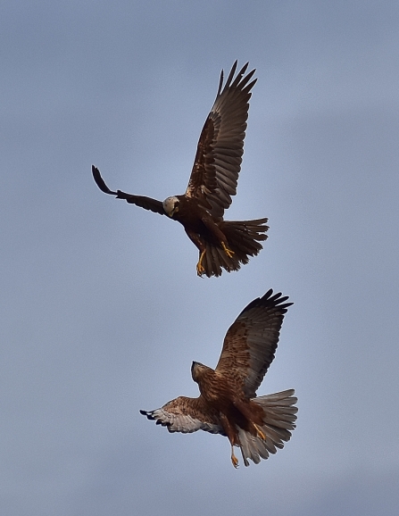 Marsh Harriers © Roy Day 2019